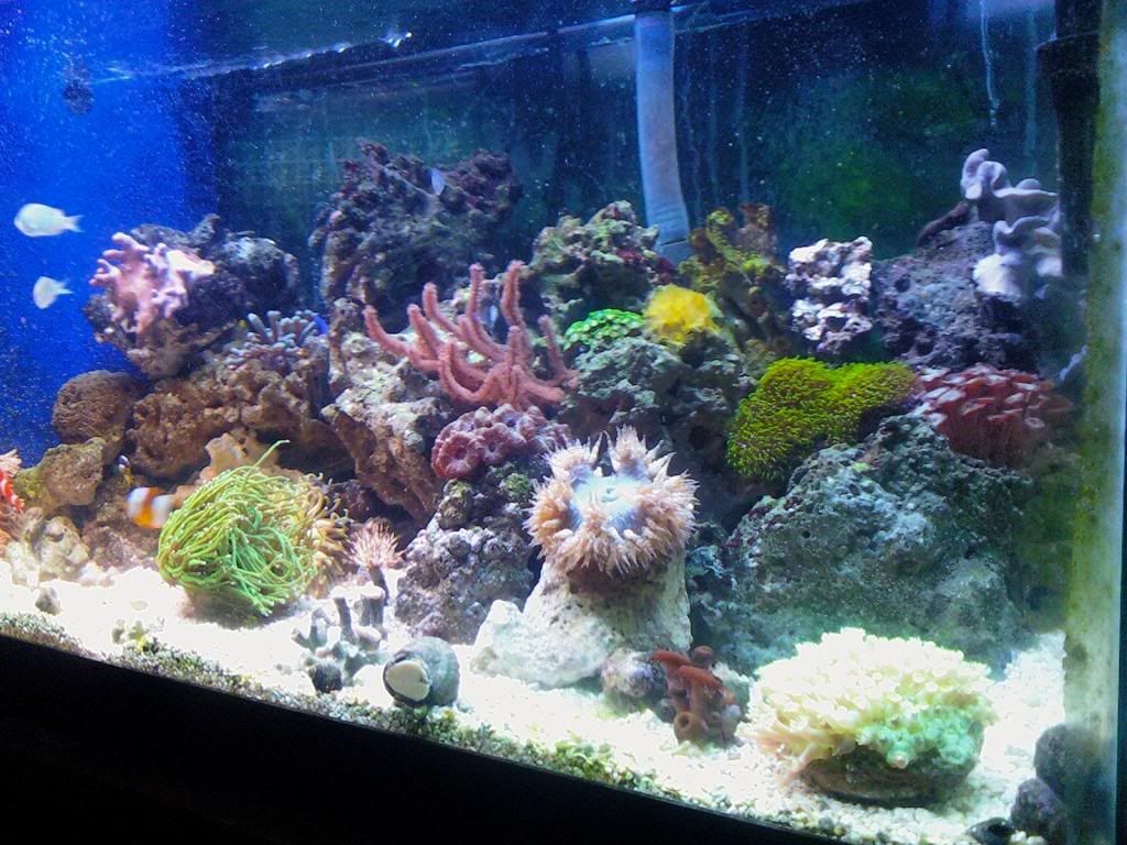 General Discussion Rock Flower Anemone Where should I Place it?